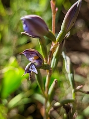 Thelymitra × truncata