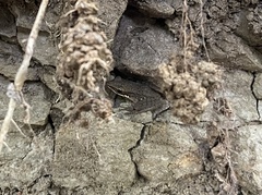 Chalcorana chalconota