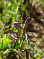 Thelymitra × truncata