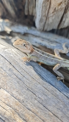 Diporiphora australis