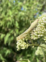 Miomantis caffra