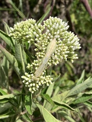 Miomantis caffra