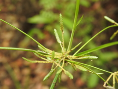 Cyperus trinervis