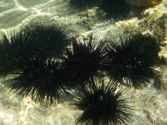 Echinoidea