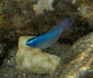 Grey demoiselle