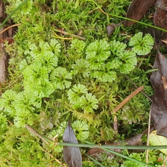 Hymenophyton flabellatum