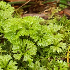 Hymenophyton flabellatum