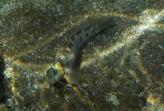 Blenniiformes