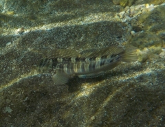 Blenniiformes