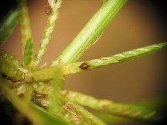 Cyperus trinervis