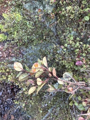 Austropuccinia psidii