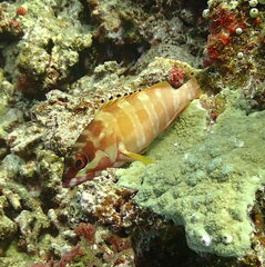Epinephelus fasciatus