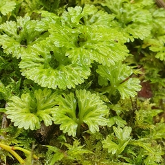Hymenophyton flabellatum