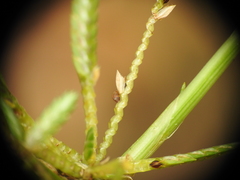 Cyperus trinervis