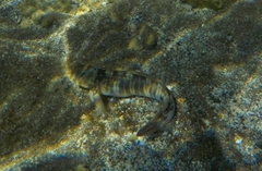 Blenniiformes