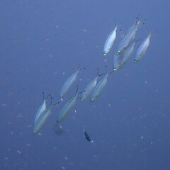 Pterocaesio tessellata