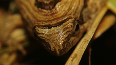 Microhyla pulchra