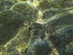 Blenniiformes