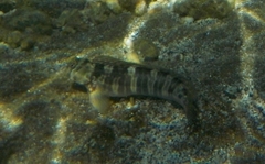 Blenniiformes