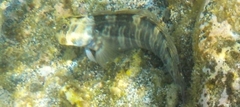 Blenniiformes