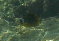Chaetodon lunula