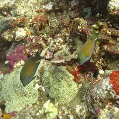 Ctenochaetus cyanocheilus