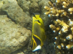 Chaetodon lunula