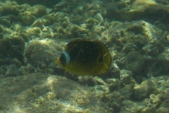 Chaetodon lunula