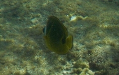 Chaetodon lunula
