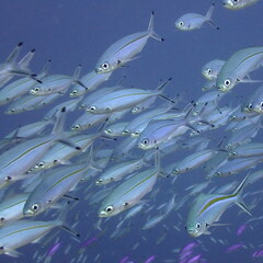 Pterocaesio tessellata