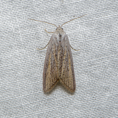 Prionopterina grammatistis