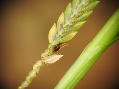Cyperus trinervis