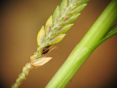 Cyperus trinervis