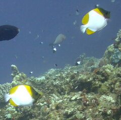 Hemitaurichthys polylepis