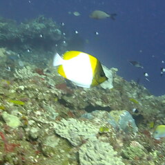 Hemitaurichthys polylepis