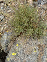 Diplotaxis harra lagascana