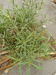 Diplotaxis harra lagascana