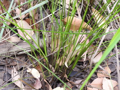 Cyperus trinervis