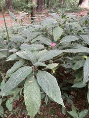 Justicia carnea