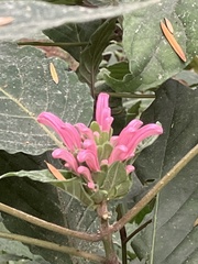 Justicia carnea
