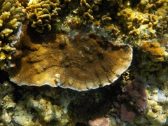 Cnidaria