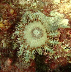 Acanthaster