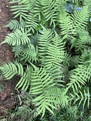 Christella parasitica