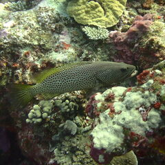 Anyperodon leucogrammicus