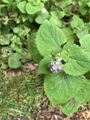Ageratum conyzoides