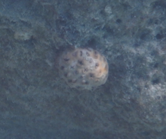 Palythoa