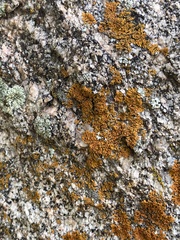 Lichinaceae