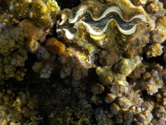 Tridacninae