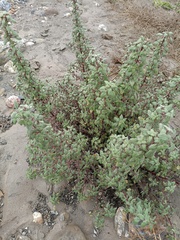 Forsskaolea tenacissima