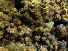 Tridacninae